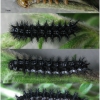 euph aurinia larva5 volg1